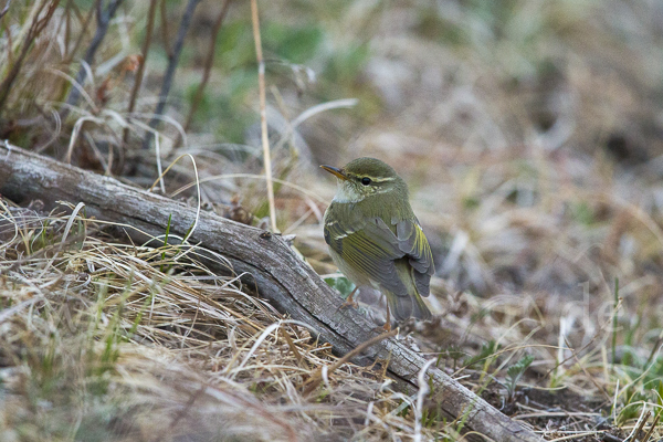 Wanderlaubsänger (Phylloscopus borealis)