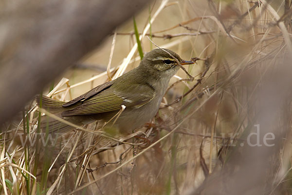 Wanderlaubsänger (Phylloscopus borealis)