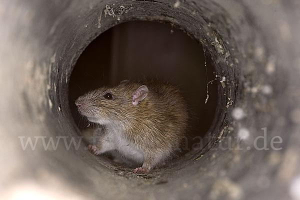 Wanderratte (Rattus norvegicus)