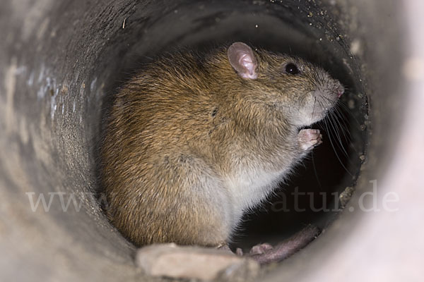 Wanderratte (Rattus norvegicus)