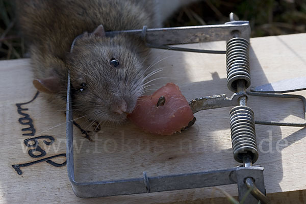 Wanderratte (Rattus norvegicus)