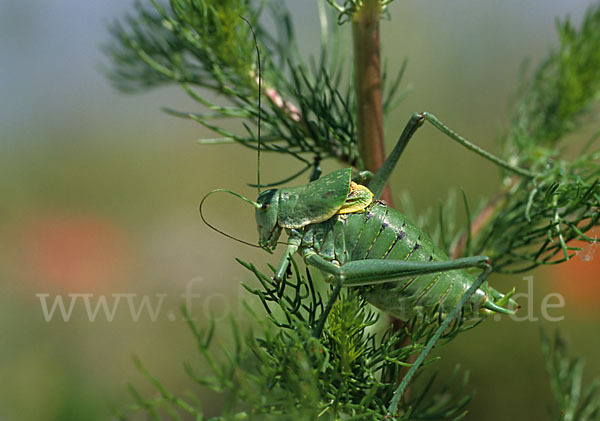 Wanstschrecke (Polysarcus denticauda)