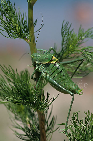 Wanstschrecke (Polysarcus denticauda)