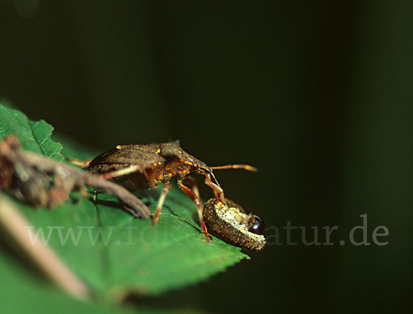 Wanze (Heteroptera)