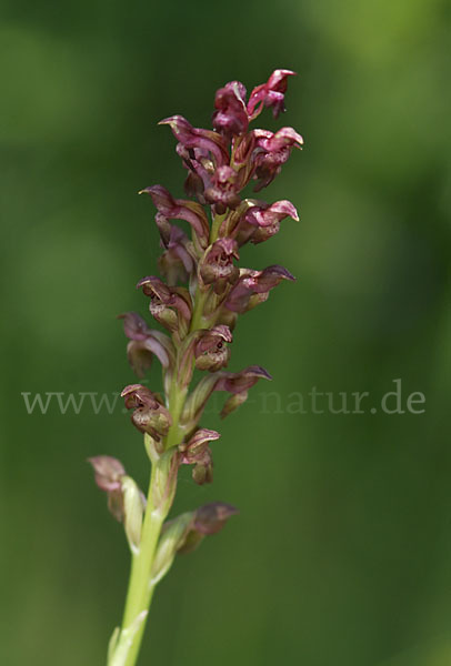 Wanzen-Knabenkraut (Orchis coriophora)