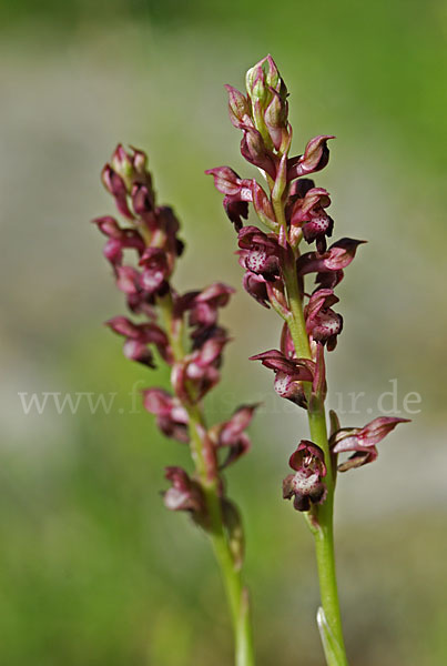 Wanzen-Knabenkraut (Orchis coriophora)