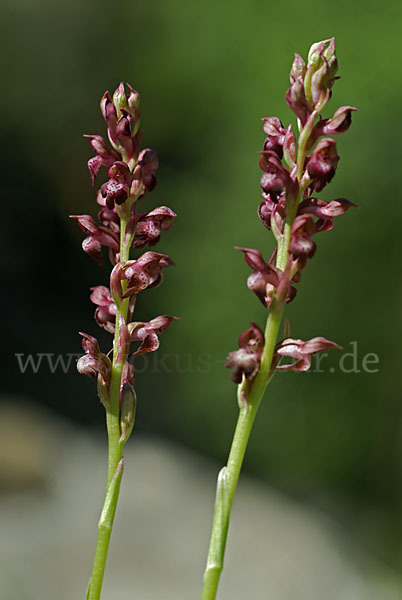 Wanzen-Knabenkraut (Orchis coriophora)