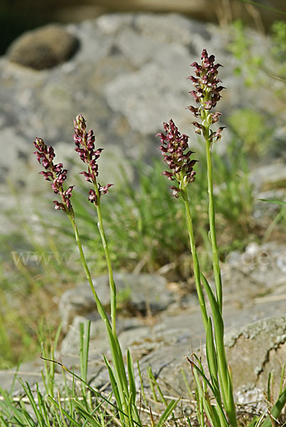 Wanzen-Knabenkraut (Orchis coriophora)