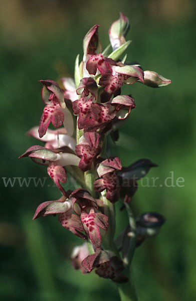 Wanzen-Knabenkraut (Orchis coriophora)