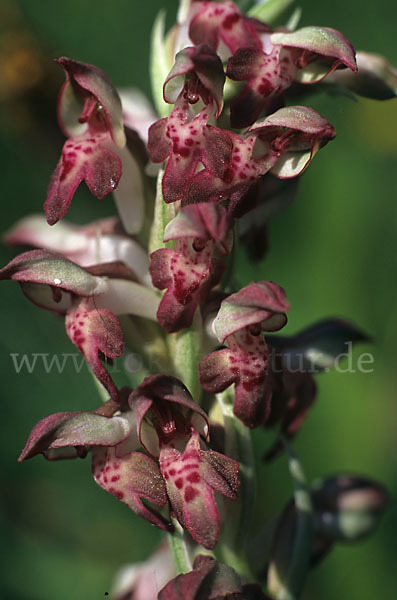 Wanzen-Knabenkraut (Orchis coriophora)