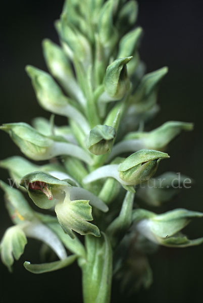 Wanzen-Knabenkraut (Orchis coriophora)