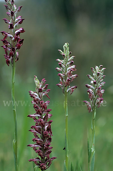 Wanzen-Knabenkraut (Orchis coriophora)