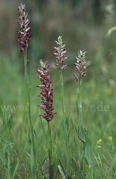 Wanzen-Knabenkraut (Orchis coriophora)