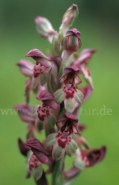 Wanzen-Knabenkraut (Orchis coriophora)