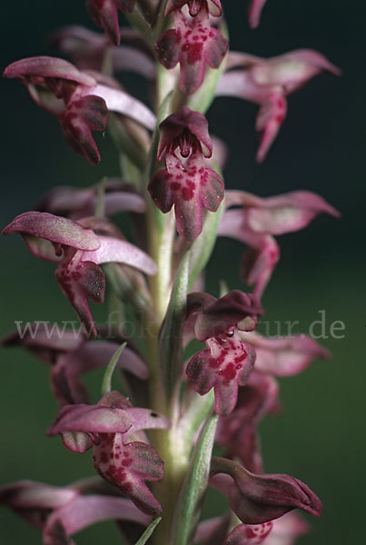 Wanzen-Knabenkraut (Orchis coriophora)