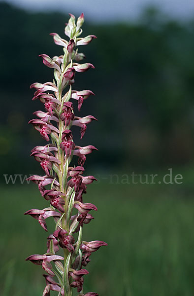 Wanzen-Knabenkraut (Orchis coriophora)