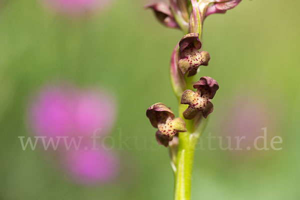 Wanzen-Knabenkraut (Orchis coriophora)