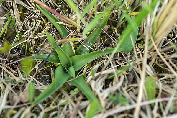 Wanzen-Knabenkraut (Orchis coriophora)