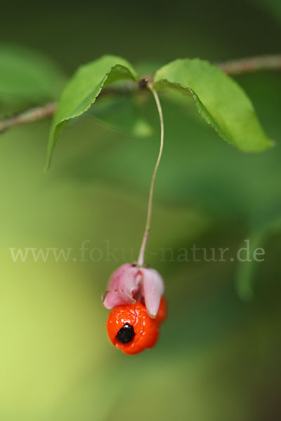 Warzen-Spindelstrauch (Euonymus verrucosa)