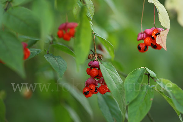 Warzen-Spindelstrauch (Euonymus verrucosa)