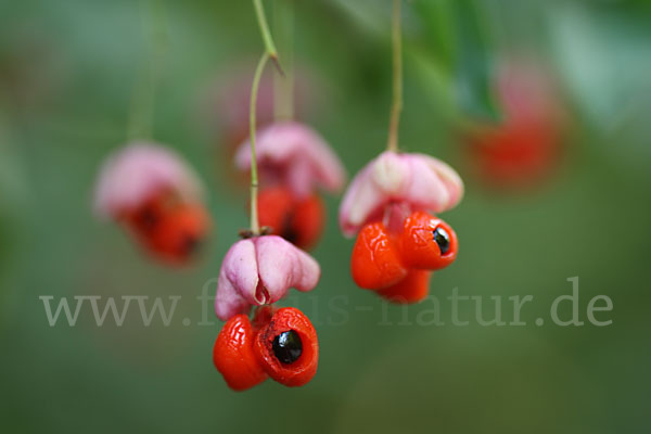 Warzen-Spindelstrauch (Euonymus verrucosa)