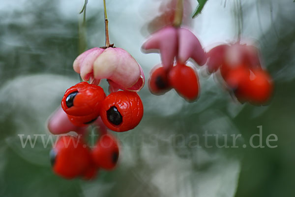 Warzen-Spindelstrauch (Euonymus verrucosa)