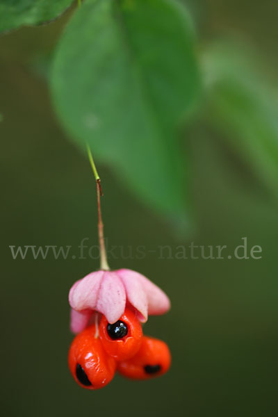 Warzen-Spindelstrauch (Euonymus verrucosa)