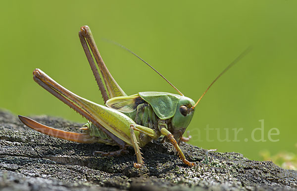 Warzenbeißer (Decticus verrucivorus)