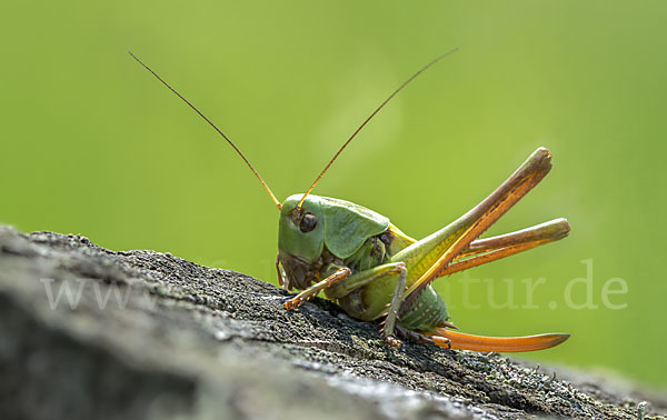 Warzenbeißer (Decticus verrucivorus)