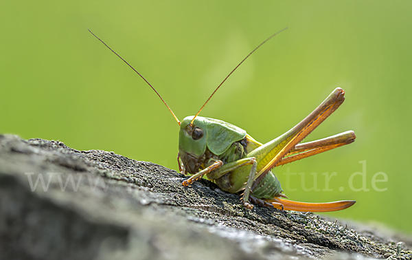 Warzenbeißer (Decticus verrucivorus)