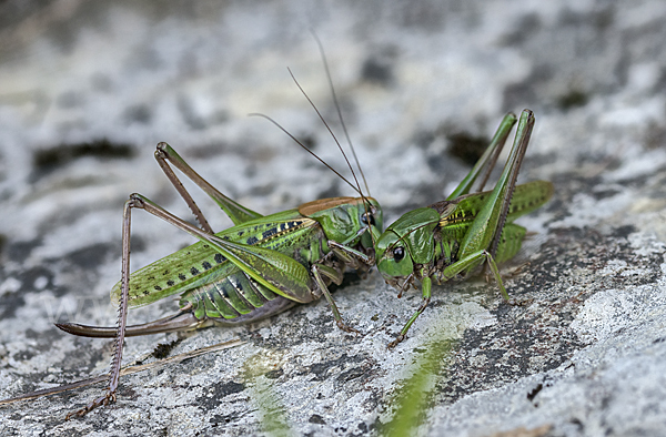 Warzenbeißer (Decticus verrucivorus)