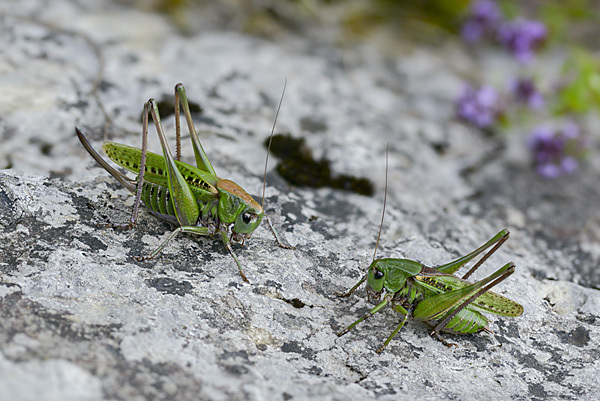 Warzenbeißer (Decticus verrucivorus)