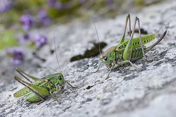 Warzenbeißer (Decticus verrucivorus)