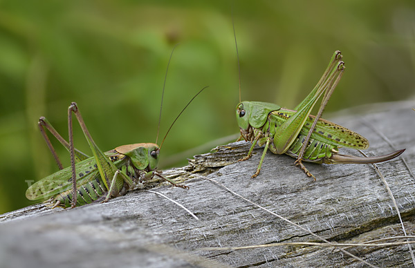 Warzenbeißer (Decticus verrucivorus)