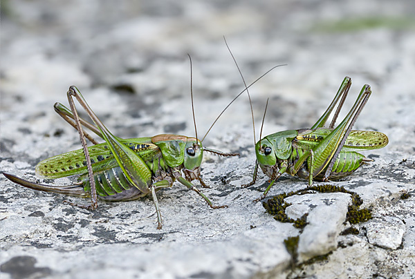 Warzenbeißer (Decticus verrucivorus)