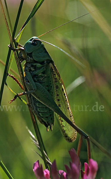 Warzenbeißer (Decticus verrucivorus)