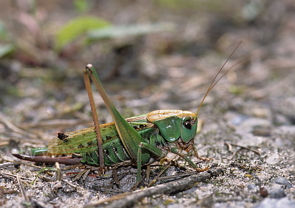 Warzenbeißer (Decticus verrucivorus)