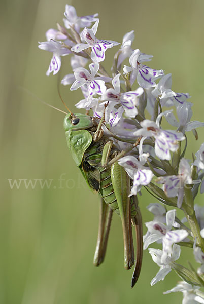 Warzenbeißer (Decticus verrucivorus)