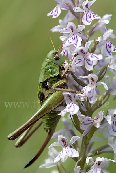 Warzenbeißer (Decticus verrucivorus)