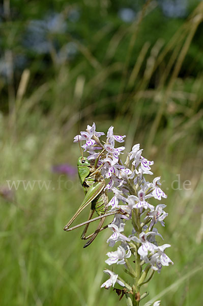 Warzenbeißer (Decticus verrucivorus)