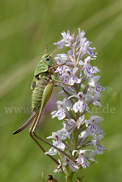 Warzenbeißer (Decticus verrucivorus)