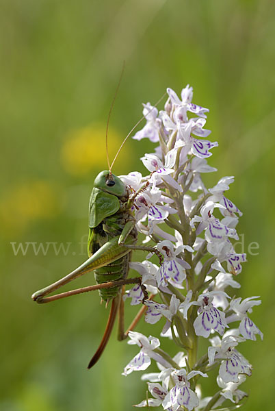 Warzenbeißer (Decticus verrucivorus)