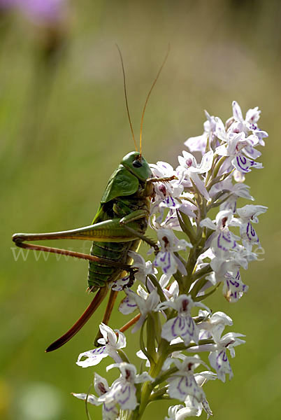 Warzenbeißer (Decticus verrucivorus)