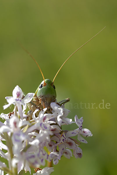 Warzenbeißer (Decticus verrucivorus)