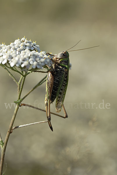 Warzenbeißer (Decticus verrucivorus)