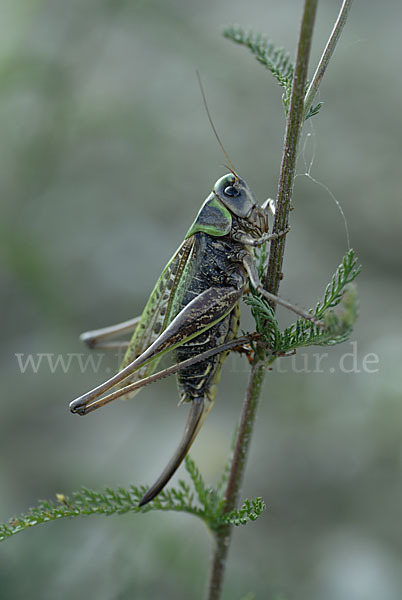 Warzenbeißer (Decticus verrucivorus)