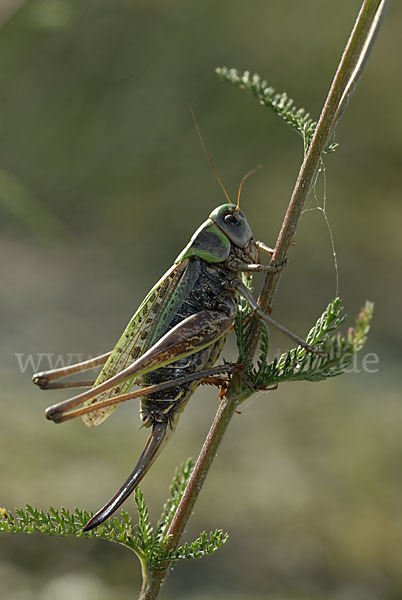 Warzenbeißer (Decticus verrucivorus)