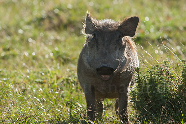 Warzenschwein (Phacochoerus africanus)