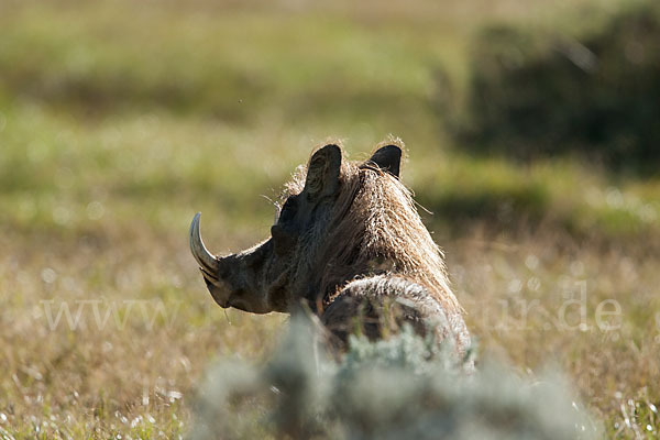 Warzenschwein (Phacochoerus africanus)