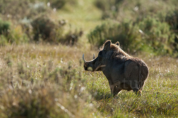 Warzenschwein (Phacochoerus africanus)